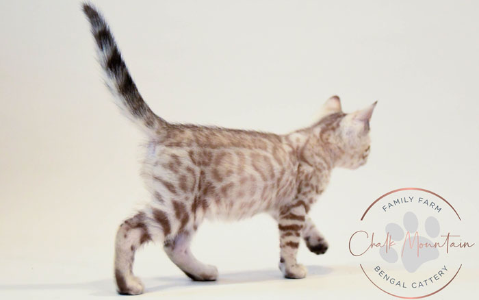 Bengal kitten for sale